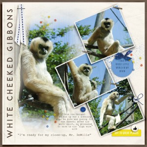 White Cheek Gibbon's "Close-up"