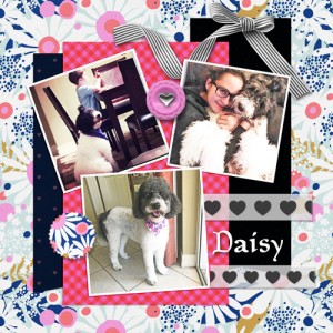 Daisy
