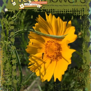05photog-flowers