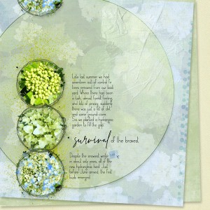 06-19_Circles_Survival-Hydrangeas