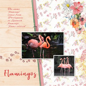 Flamingos