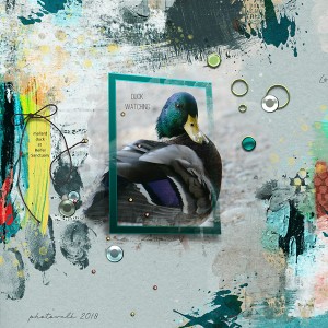 Duck Watching