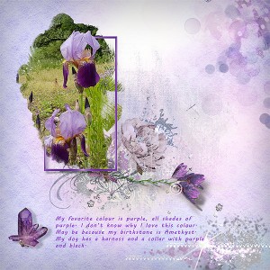 Purple Iris
