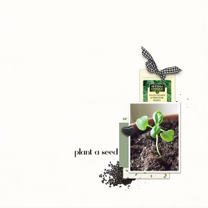 plant  a seed