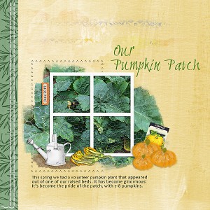 Pumpkin-Patch