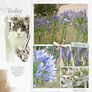 Agapanthus