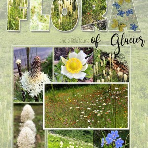 07-19_Flora-of-Glacier