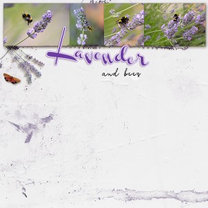 Lavender
