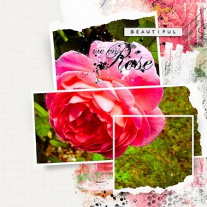 FOXGLOVE GARDENS-BEAUTIFUL ROSE