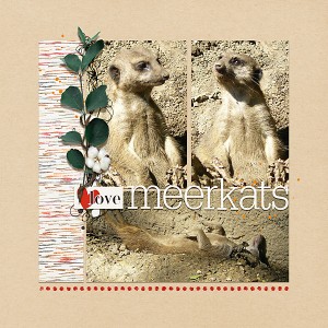 love meerkats