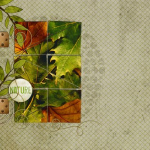 Leaves