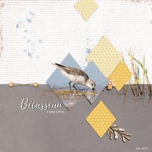Bécasseau