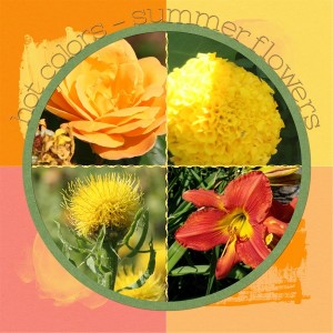 Hot Colors - Summer Flowers