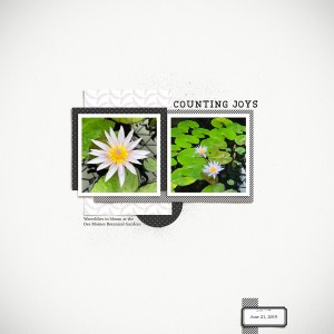 Waterlilies