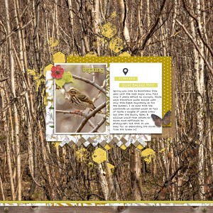 Olive Backed Pipit