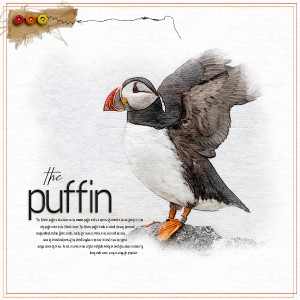 The Puffin