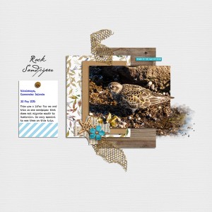 Rock Sandpiper