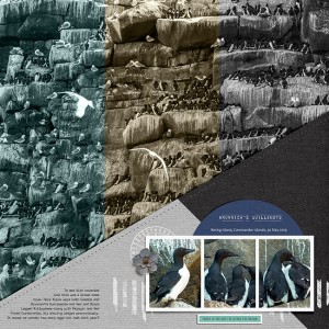 Guillemot Bird Colonies