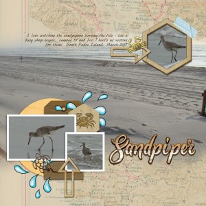 Sandpiper