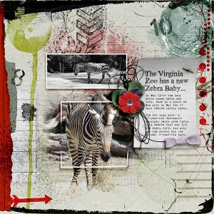 Zebra