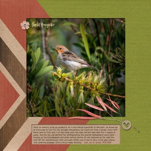 Scarlet Honeyeater