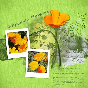 Template_california Poppies