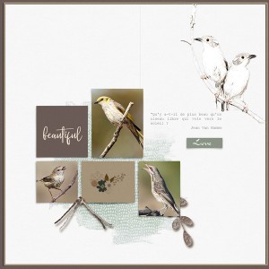 Beautiful birds