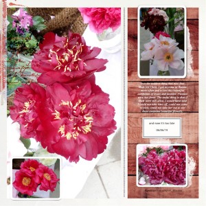 190606_peonies