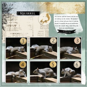 Squirrel
