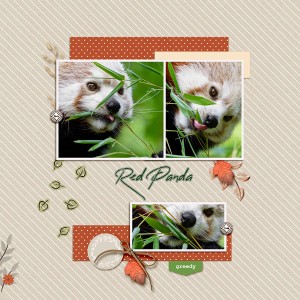Red Panda