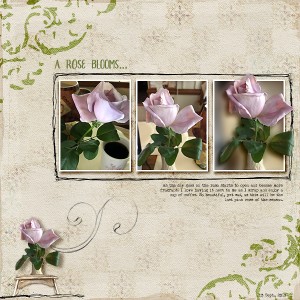 A rose blooms