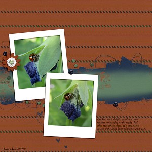 Lady Beetle