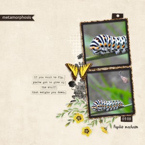 190809_machaon