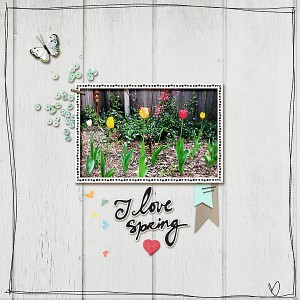 DSD Challenge - Tulips