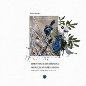 Fairy Wrens