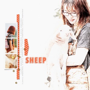 Sheep