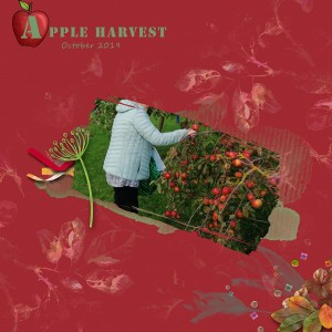 Slow-speed-apple-harvest