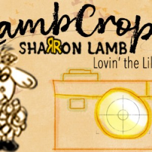 Siggie_DSD-2019-LambCrops