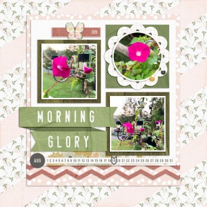 Morning Glory