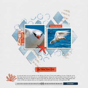 Red Tailed Tropic Bird