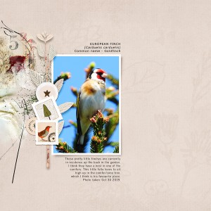 GOLDFINCH-CURRENTLY