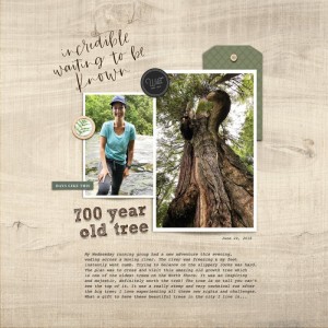 700 year old tree