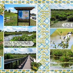 Celery Fields