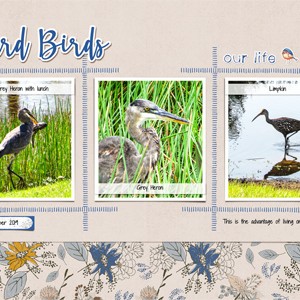 Backyard Birds