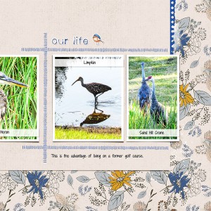 Backyard Birds_right