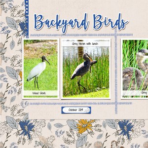 Backyard Birds_left