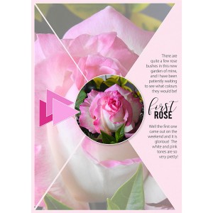 FIRST ROSE