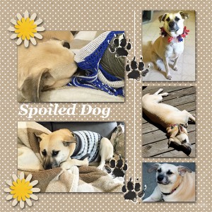 Sahlinstudio_spoiled Dog