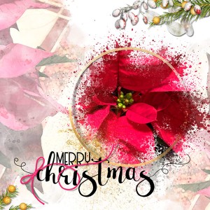 Photography_RED-Poinsettia