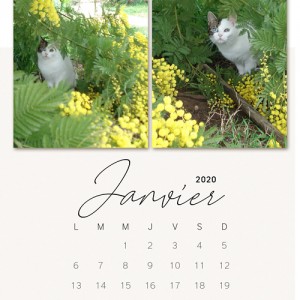 My calendar - January